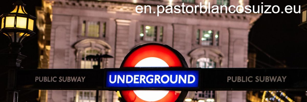 en.pastorblancosuizo.eu